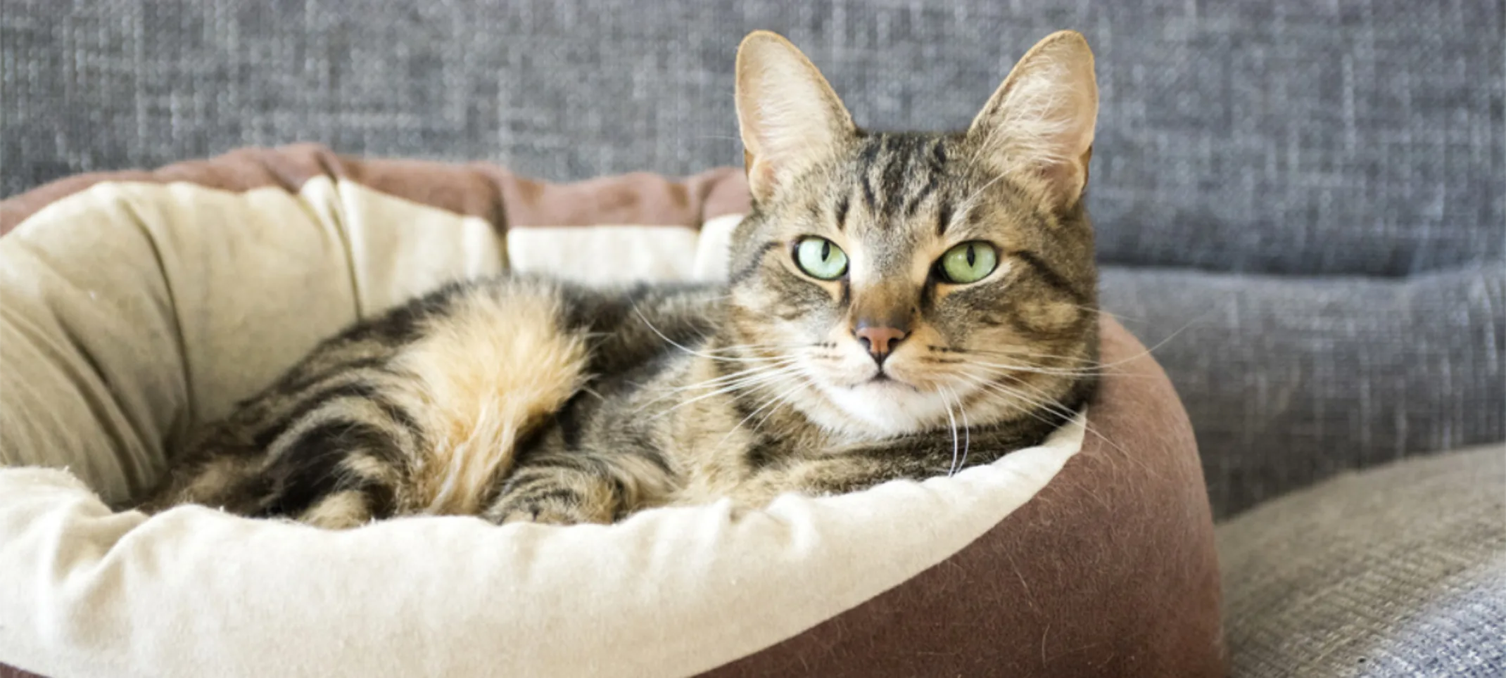 Brown Cat Laying on Brown Bed on a Couch Brown Cat Laying on Brown Bed on a Couch