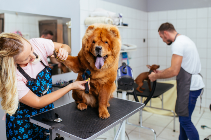 A dog is groomed at PetSuites during summer 