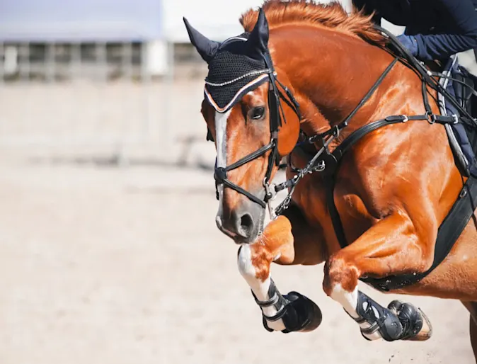 Performance horse jumping a hurdle with rider Performance horse jumping a hurdle with rider