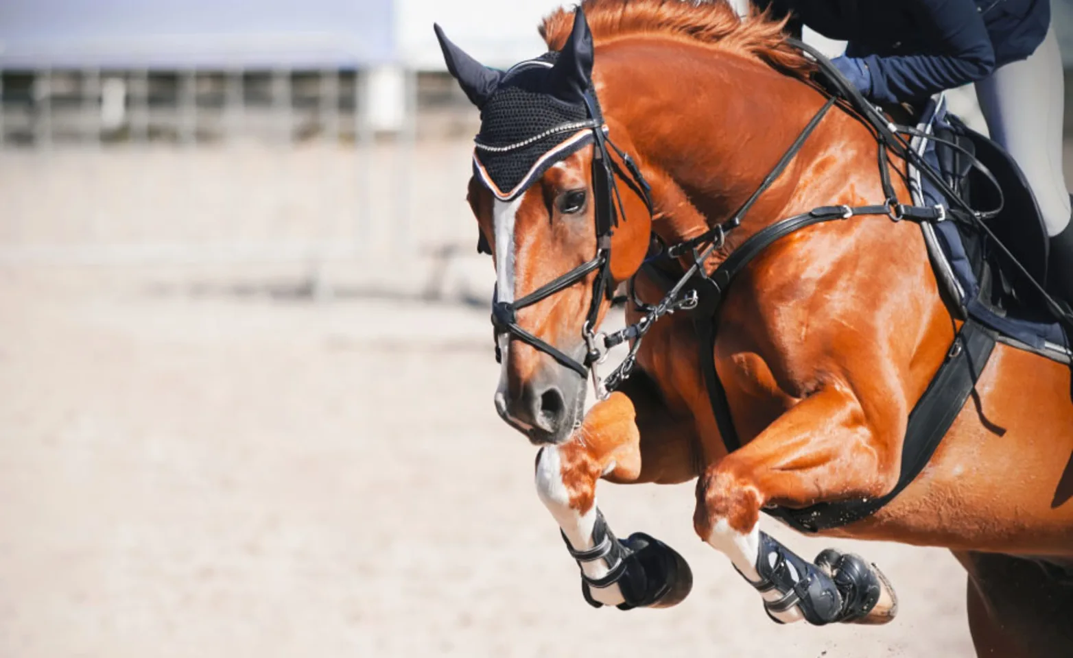 Performance horse jumping a hurdle with rider