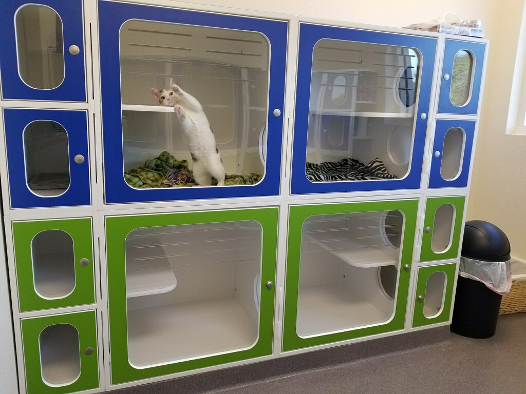 Cat Boarding 