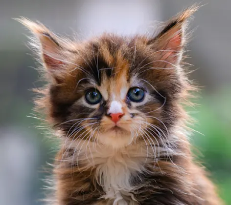 Kitten in an outdoor setting