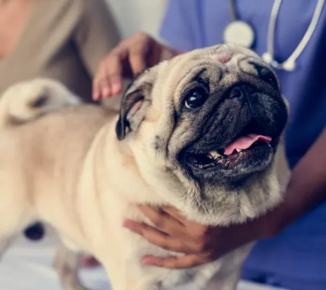 A Pug (Dog) with Two Veterinarians