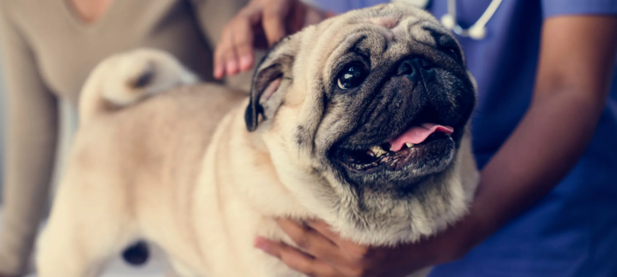 A Pug (Dog) with Two Veterinarians A Pug (Dog) with Two Veterinarians