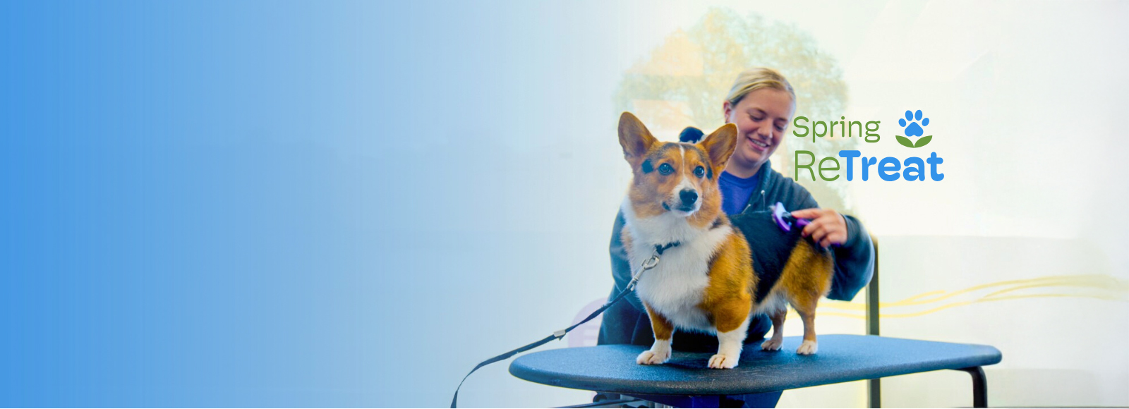 Corgi being groomed on table