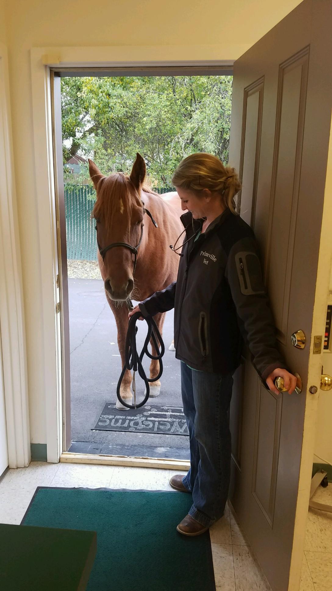 Staff with horse patient 