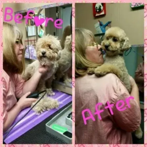 A grid of two images with the left showing a dog in the process of being groomed, and the right is the dog after grooming A grid of two images with the left showing a dog in the process of being groomed, and the right is the dog after grooming