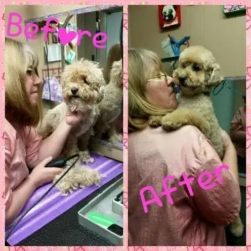 A grid of two images with the left showing a dog in the process of being groomed, and the right is the dog after grooming
