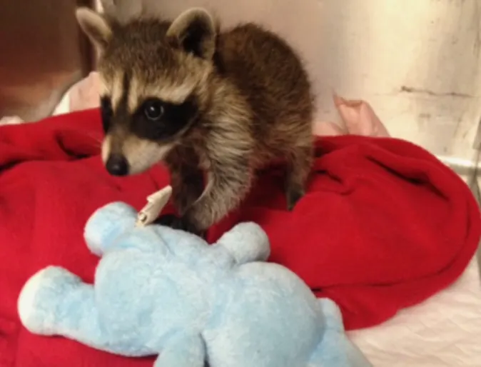 Baby raccoon sitting on a red blanket with a blue toy