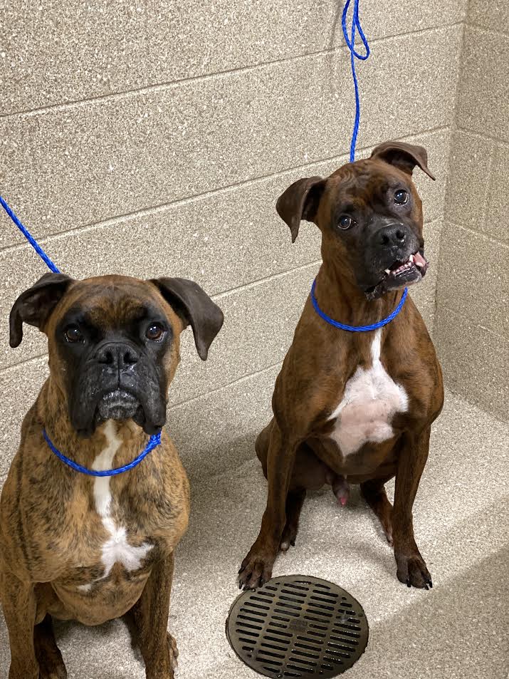 Two Boxers Waiting to Receive Bath