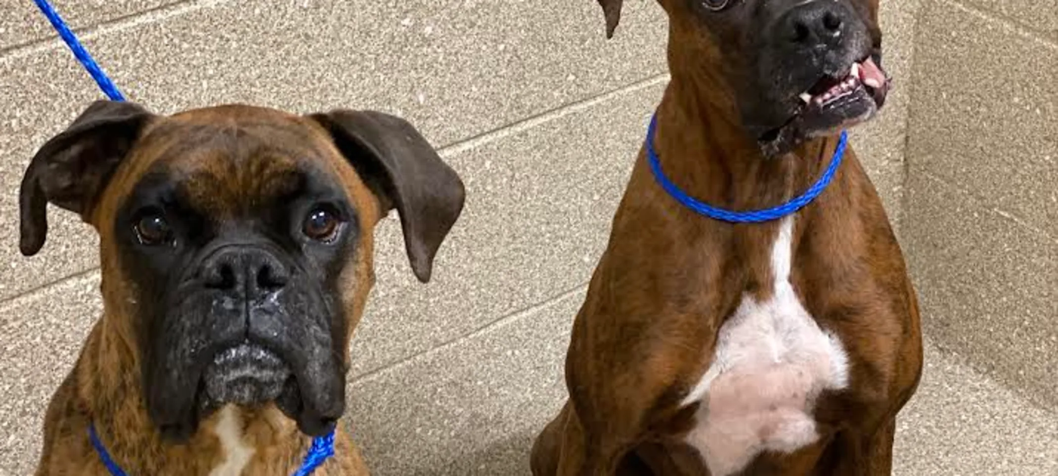 Two Boxers Waiting to Receive Bath Two Boxers Waiting to Receive Bath