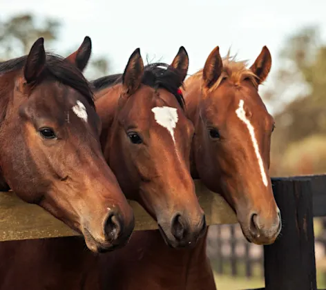 3 Horses looking over a fence 3 Horses looking over a fence