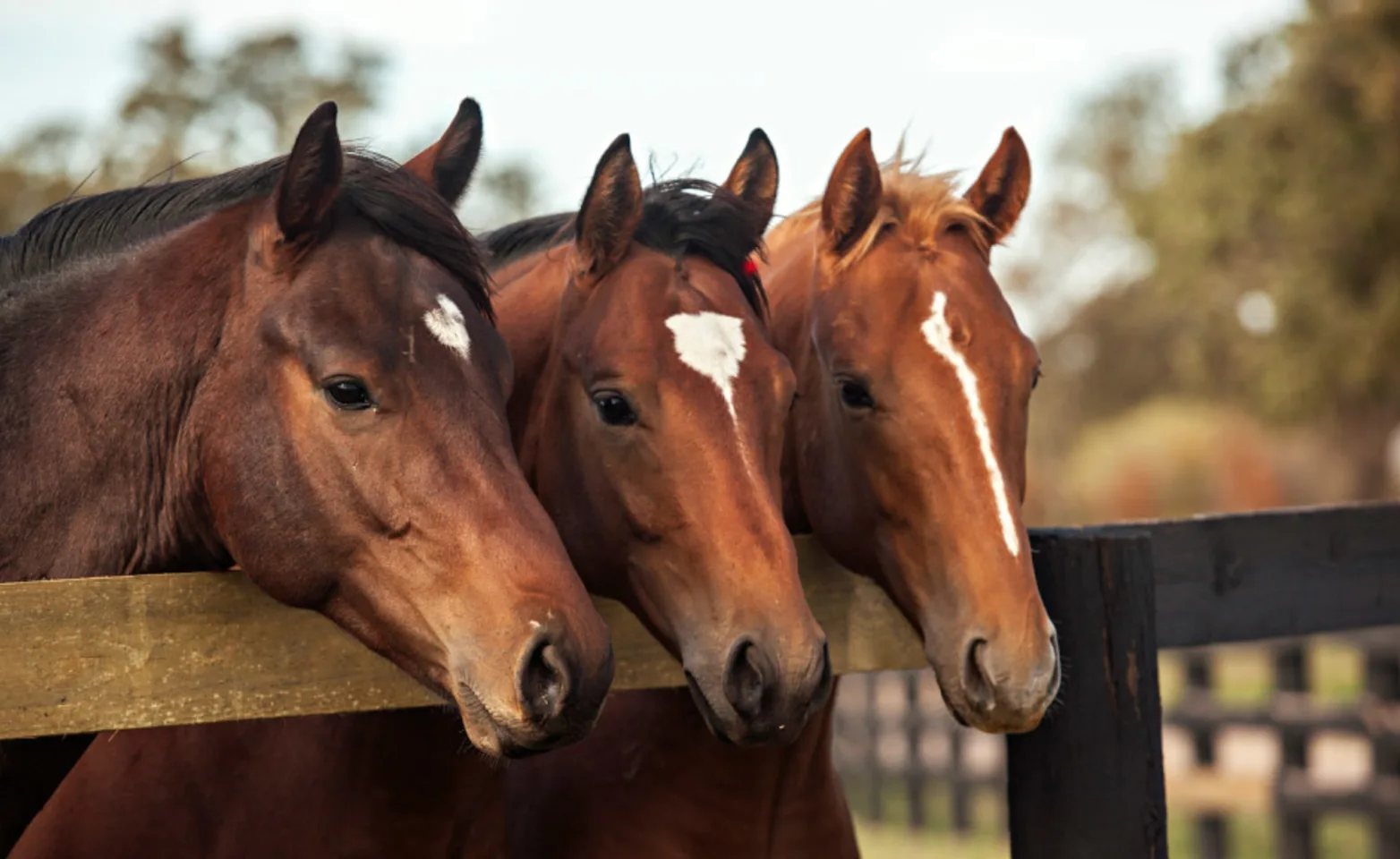 3 Horses looking over a fence 3 Horses looking over a fence