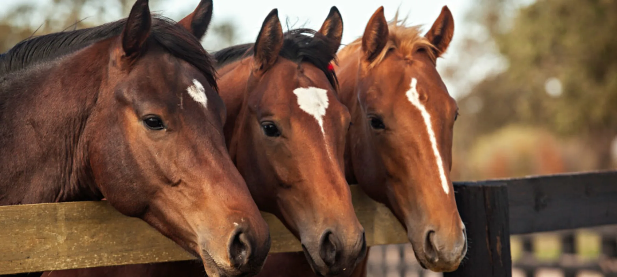 3 Horses looking over a fence