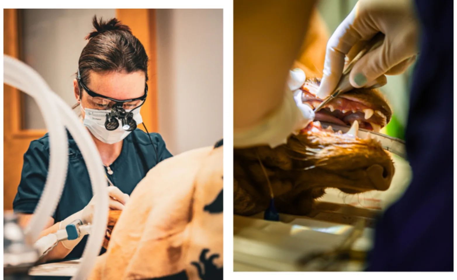 Dr. Kiley Working at Clark Animal Care Center Dr. Kiley Working at Clark Animal Care Center