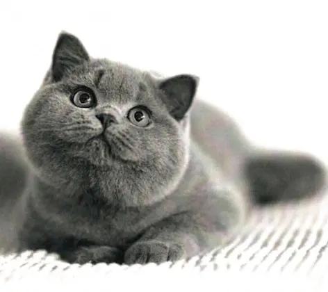 grey cat looking up grey cat looking up