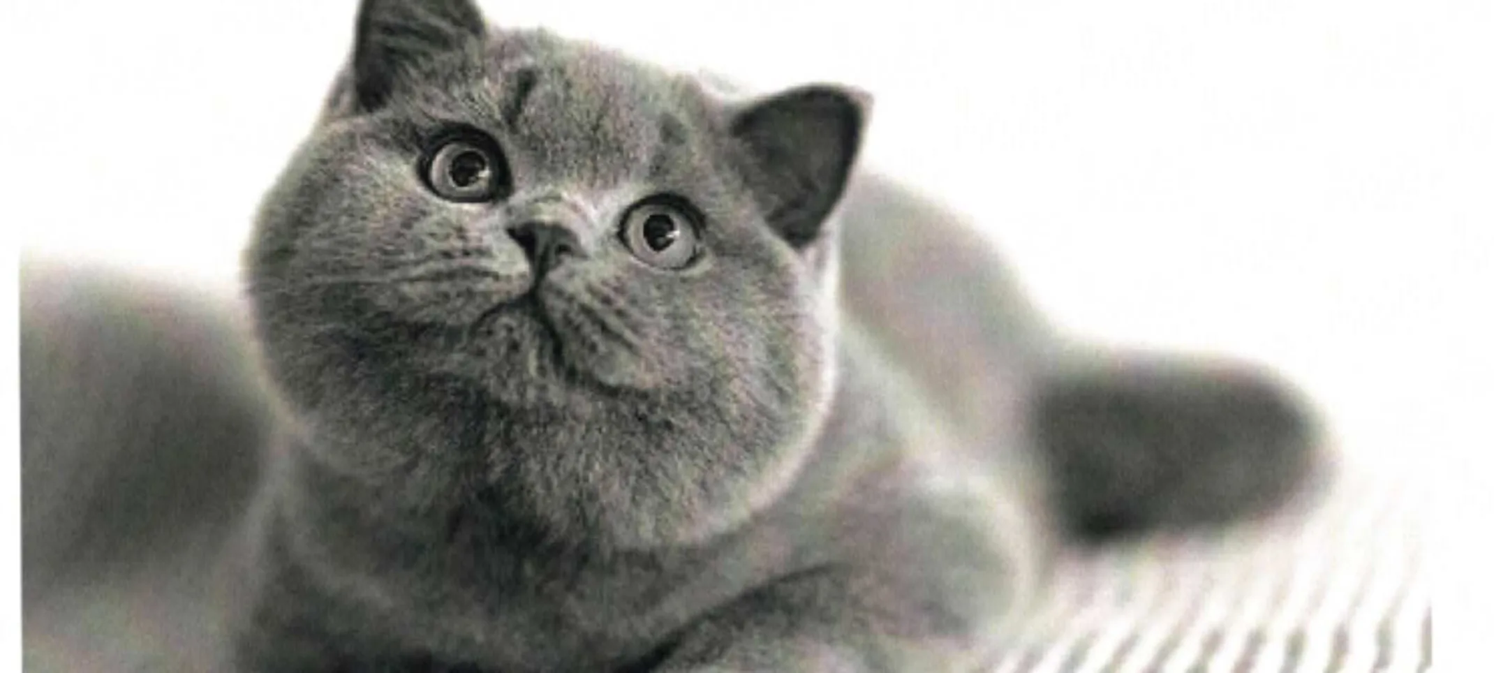 grey cat looking up grey cat looking up