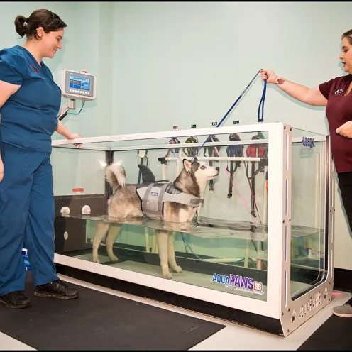 Ehrlich Animal Hospital and Arthritis Therapy Hydro Therapy