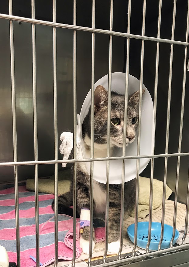 Gray and white cat with a cone on in a crate