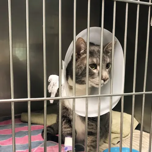 Gray and white cat with a cone on in a crate