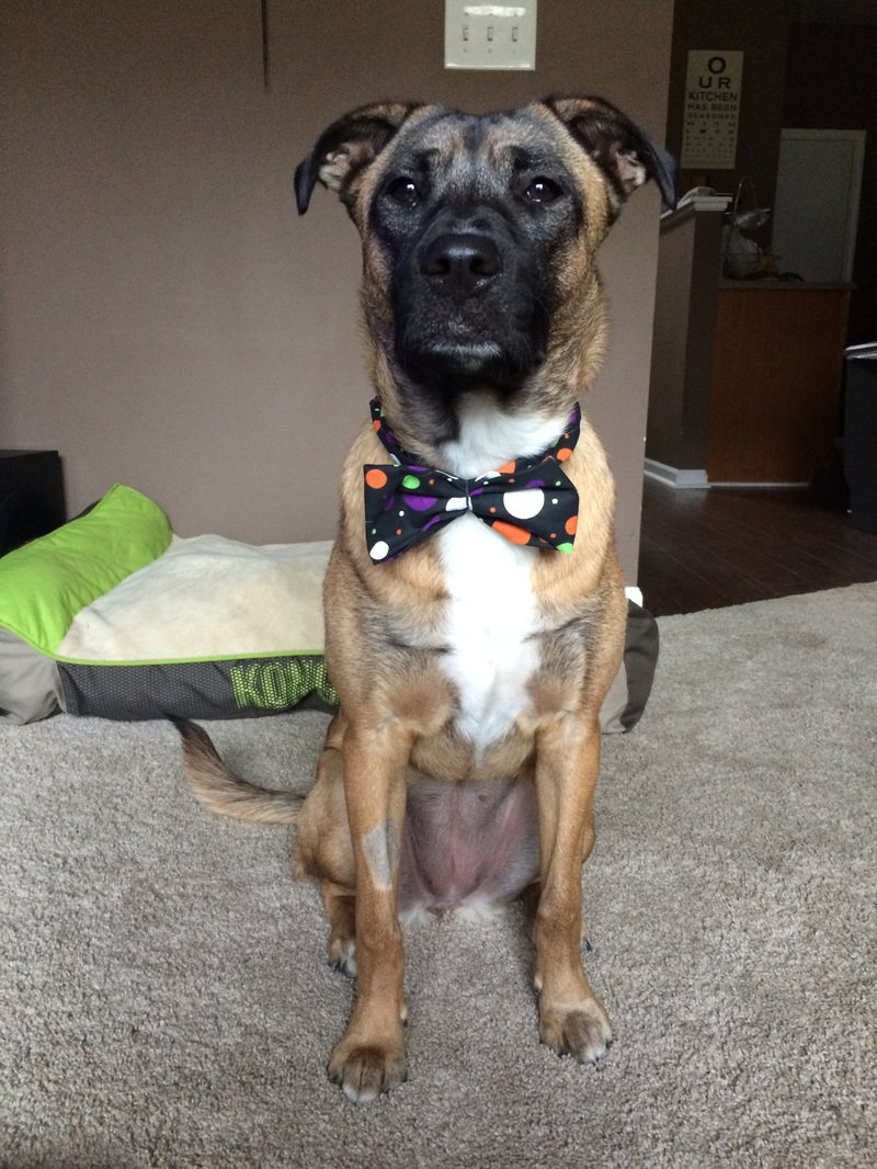 Bowtie Dog at Hanover Park Animal Care Center