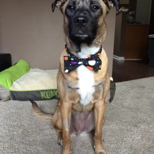 Bowtie Dog at Hanover Park Animal Care Center