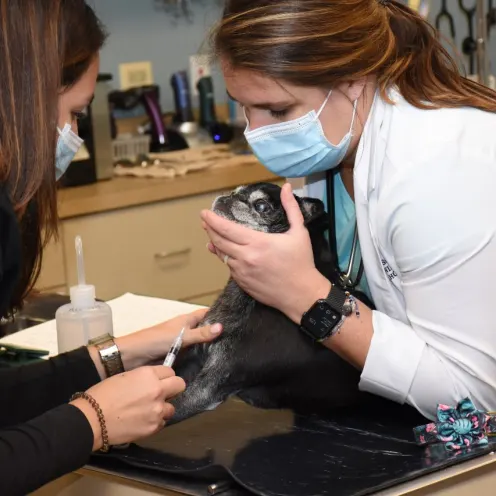 Dr. VanDerWal holding patient for a blood draw of the jugular vein.