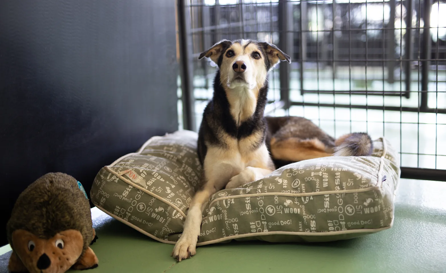 Two dogs in kennel at Bowhaus dog boarding facility. Two dogs in kennel at Bowhaus dog boarding facility.