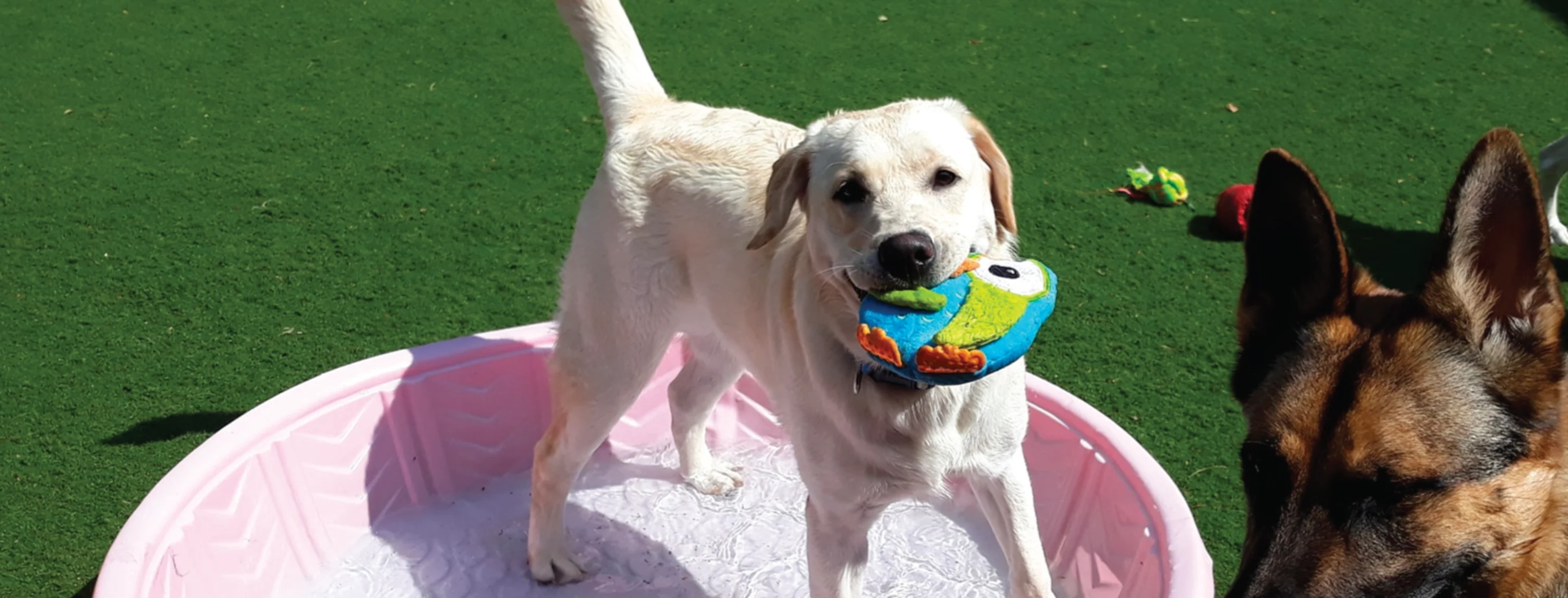 Dog with toy in mouth 