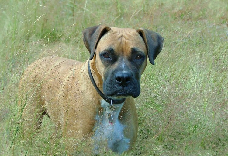 Harbor Animal Hospital Client's dog in a grassy meadow 