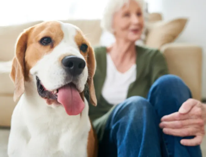 Dog Sitting Next to Woman at Home Dog Sitting Next to Woman at Home