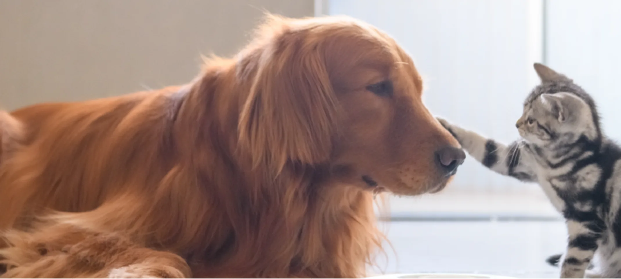 Cat playing with dog Cat playing with dog