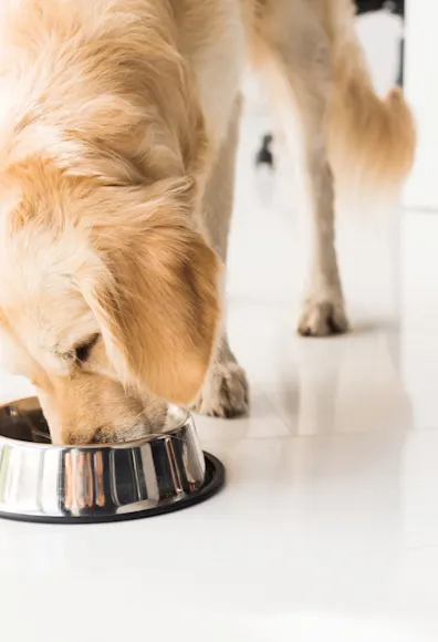Dog eating out of bowl Dog eating out of bowl