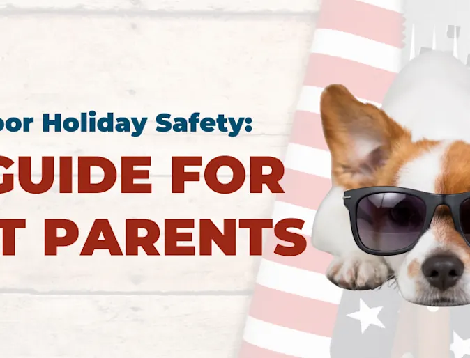 Outdoor holiday safety photo with dog wearing sunglasses Outdoor holiday safety photo with dog wearing sunglasses