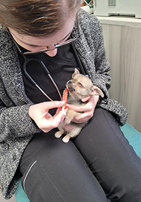 A puppy being help by a person