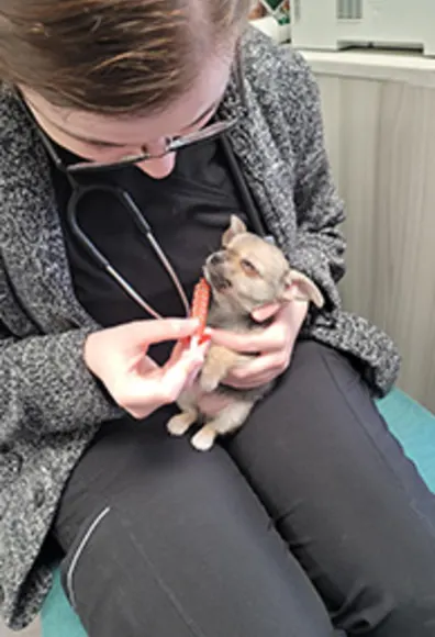 A puppy being help by a person
