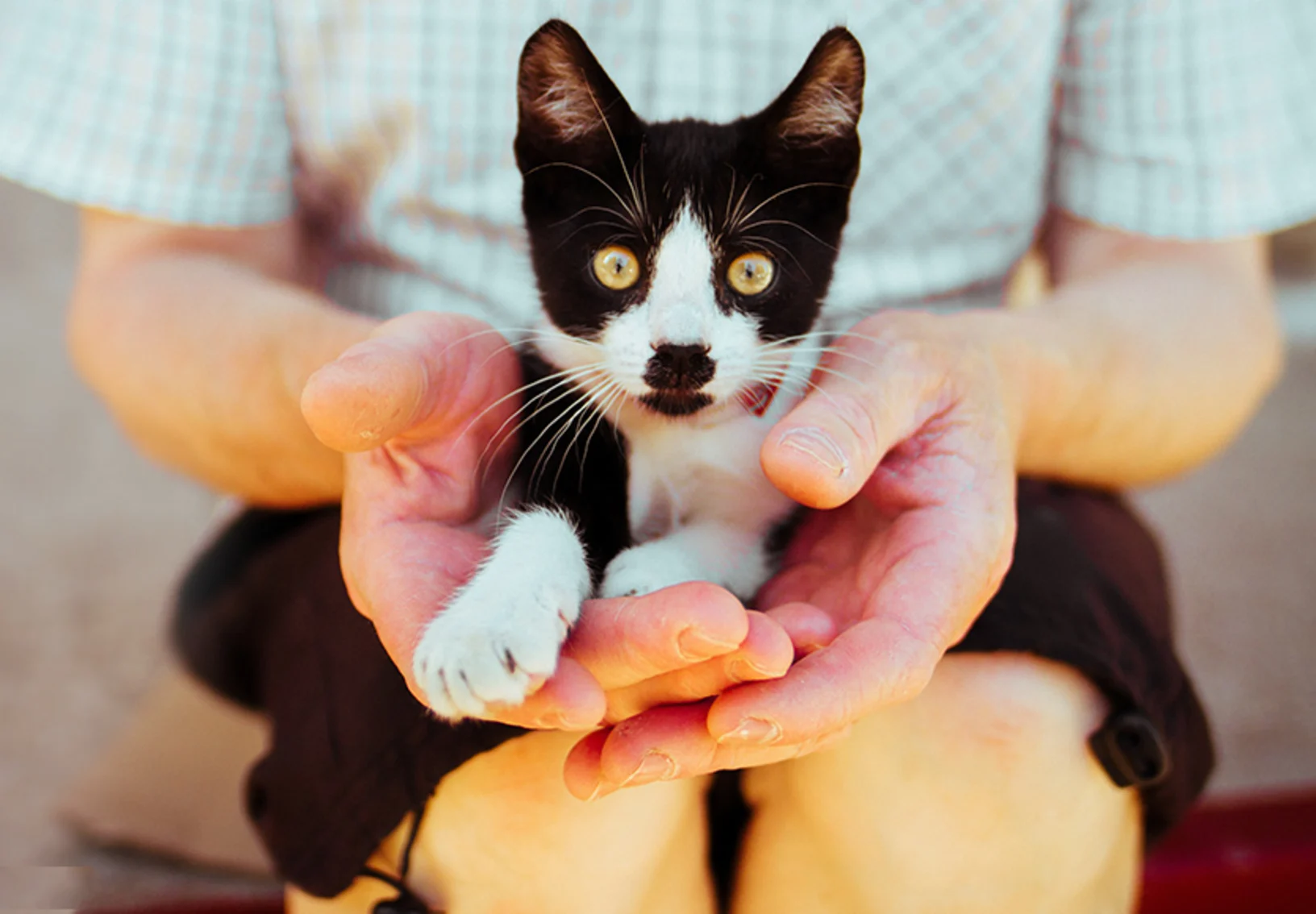Kitten In Hands Kitten In Hands