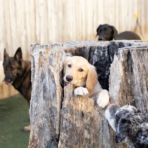 puppy hiding in tree stump puppy hiding in tree stump