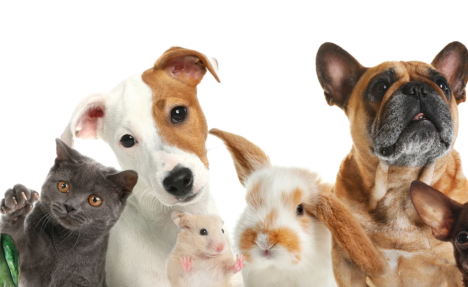 group of pets image group of pets image