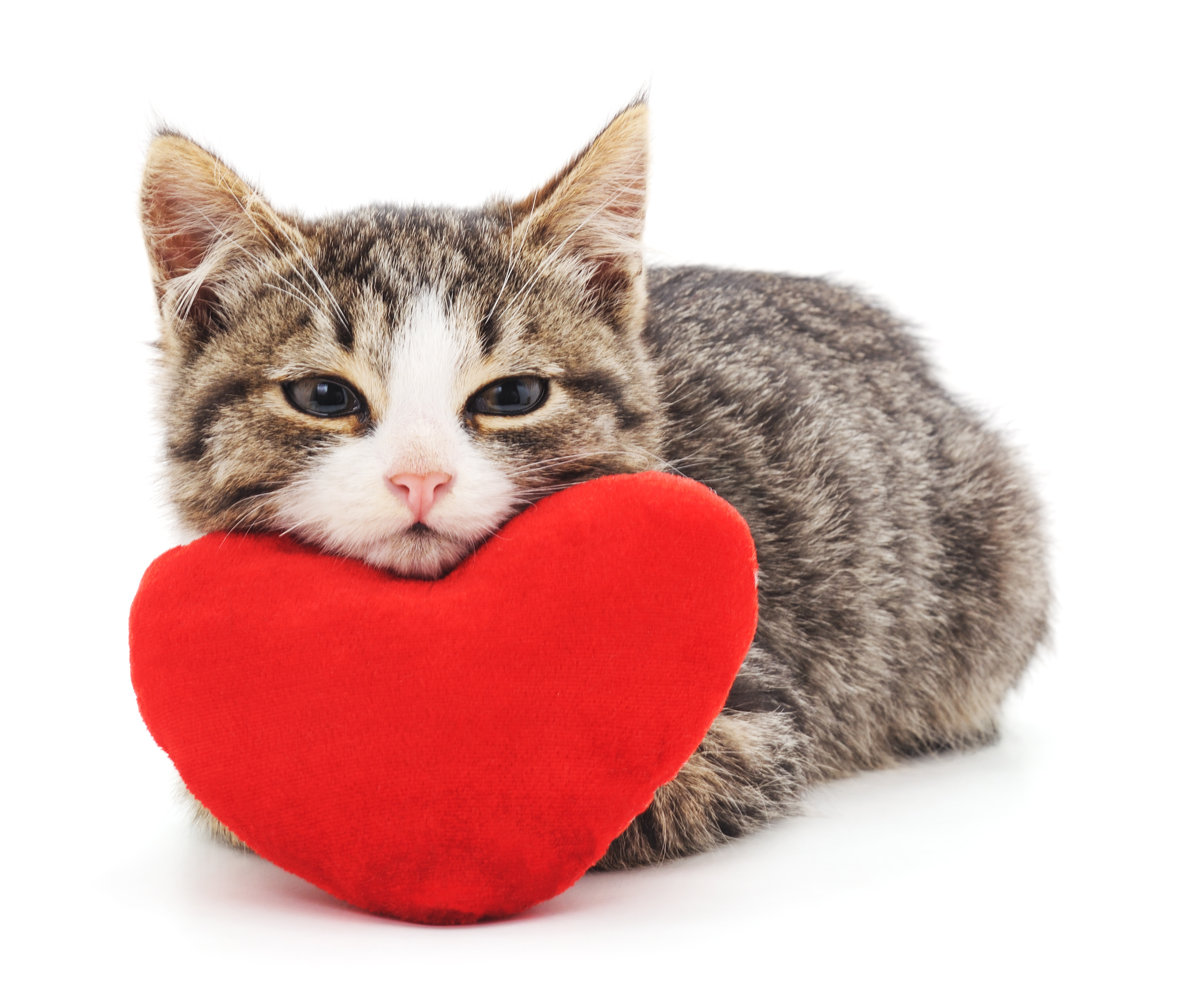 A kitten resting its head on a red stuffed toy heart