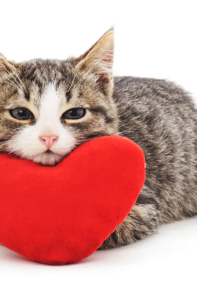 A kitten resting its head on a red stuffed toy heart