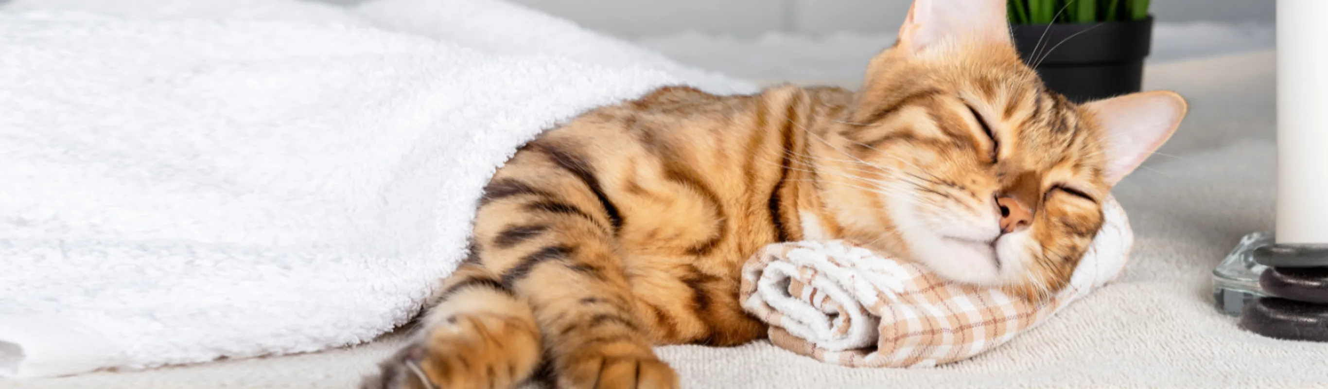 Orange Cat Sleeping with Towels