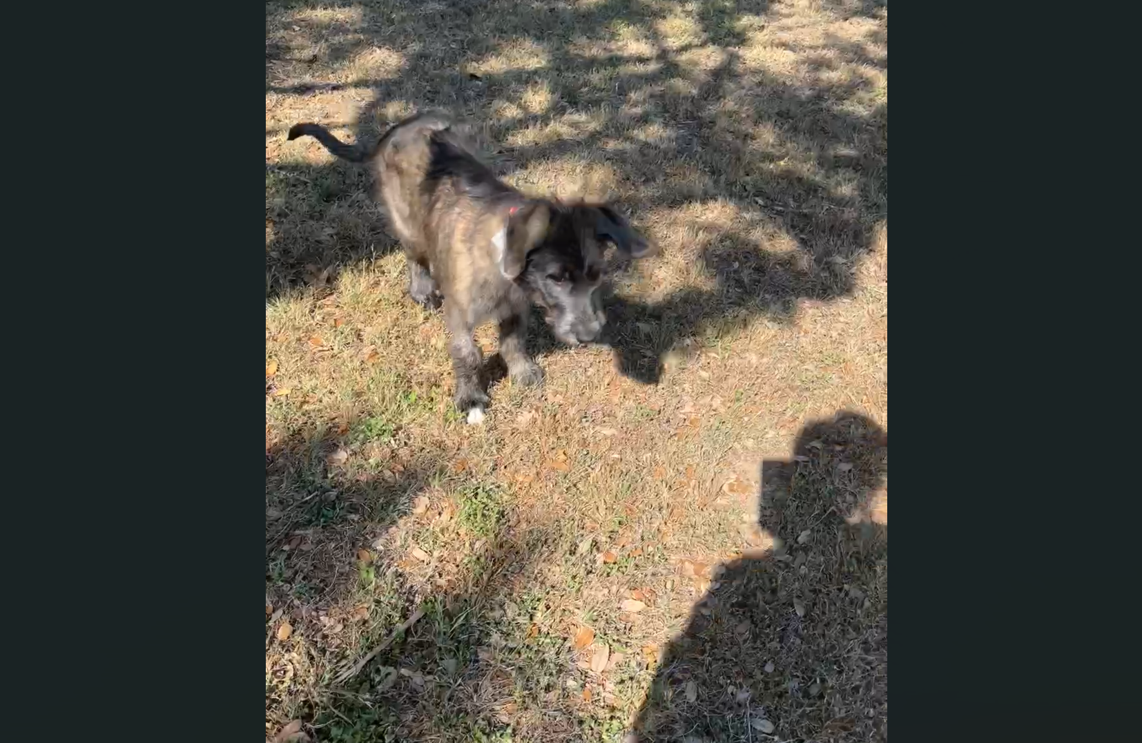 Dog displaying ability to run around with mobility