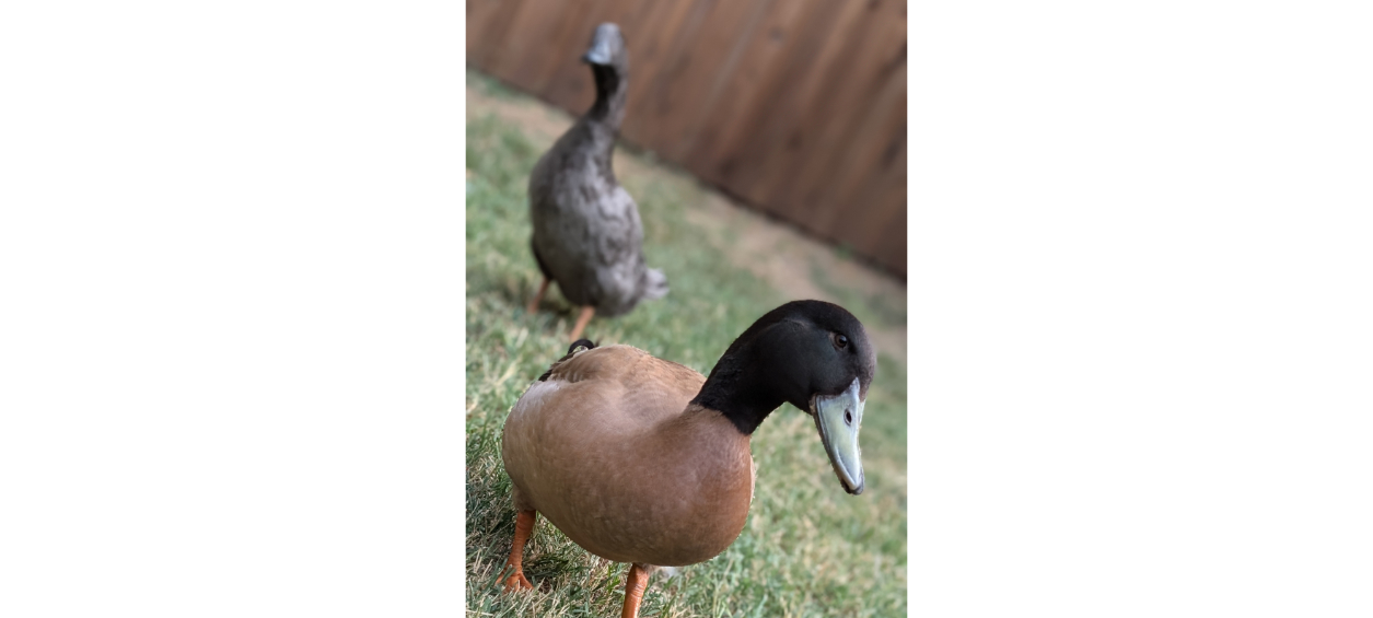 Two ducks