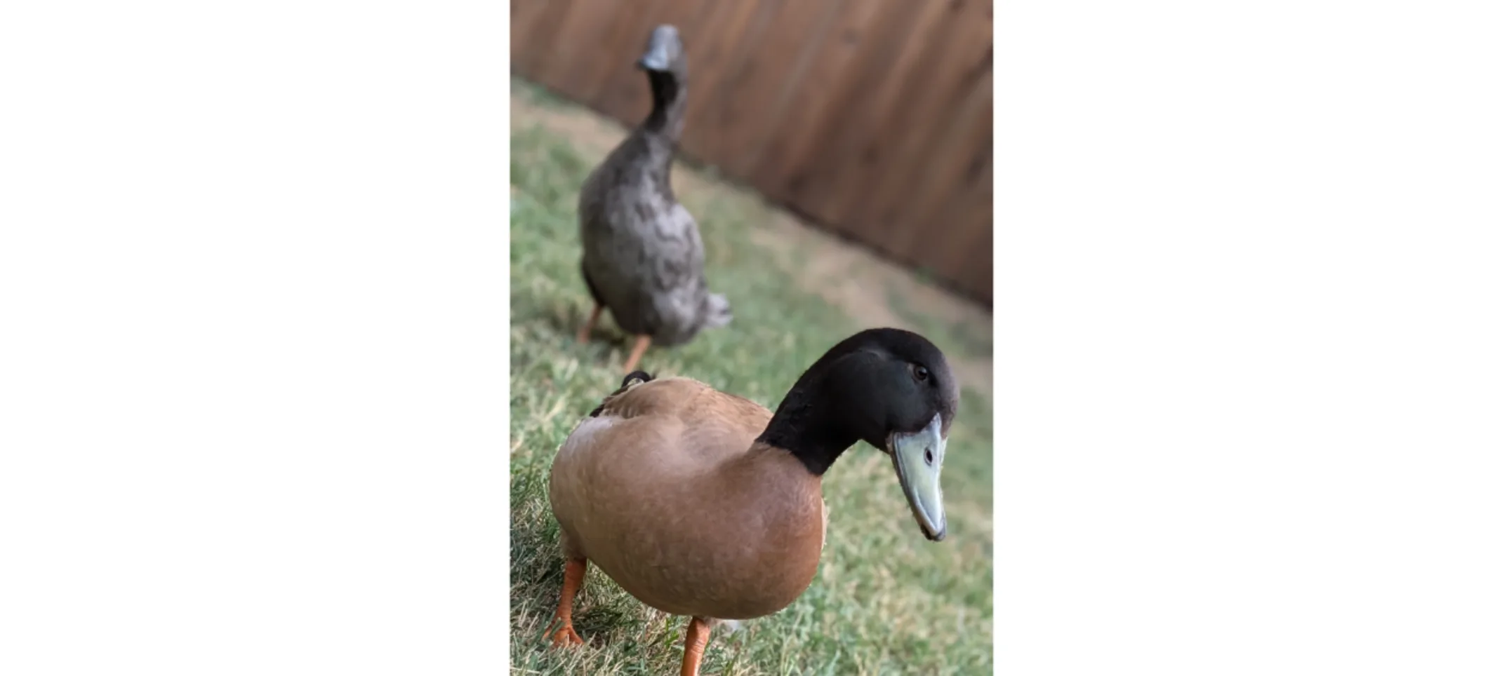 Two ducks Two ducks