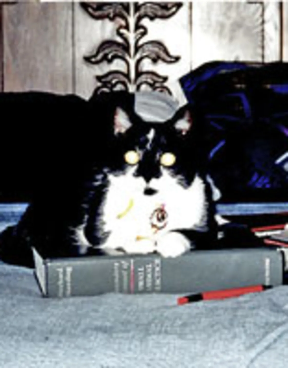 Dr. Dawn Martinez Dr. Dawn Martinez