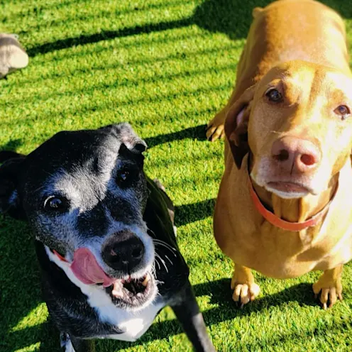 Black & white dog with tongue out next to a brown dog. Black & white dog with tongue out next to a brown dog.
