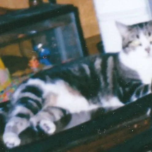 Kitabelle at Hanover Park Animal Care Center Kitabelle at Hanover Park Animal Care Center