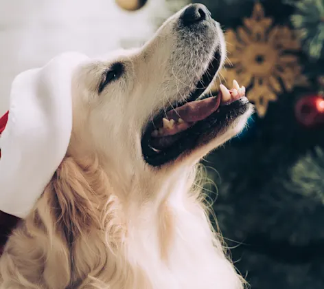 Photo of a dog looking up wearing a red and white hat 