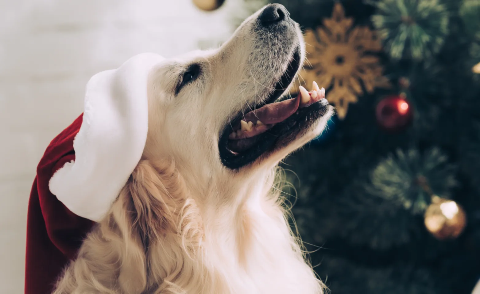 Photo of a dog looking up wearing a red and white hat Photo of a dog looking up wearing a red and white hat